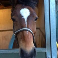 Anden særlig race Filur (Futte)