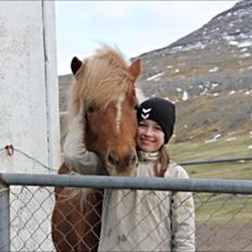 Islænder Sæla frá Havnardali