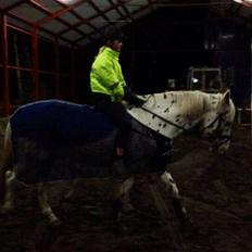 Knabstrupper Cibell [lånehest]