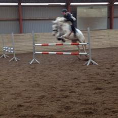 Knabstrupper Cibell [lånehest]