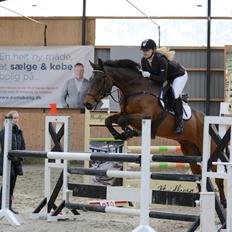 Hollandsk Varmblod Quiben Z