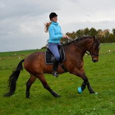 Dansk Varmblod Ni-ChAn´s Marquis-Acheron