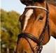 Trakehner tiffany