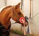 Palomino Grønvangs Golden Miss Gucci 