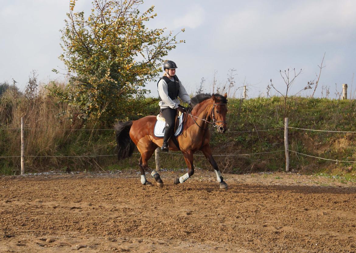 Traver Baron EK (S) billede 7