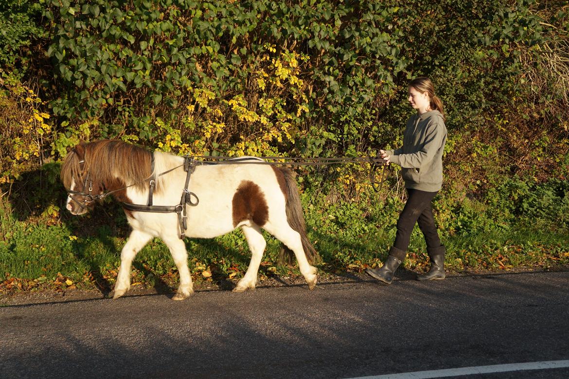 Shetlænder Prins Ludwig billede 4