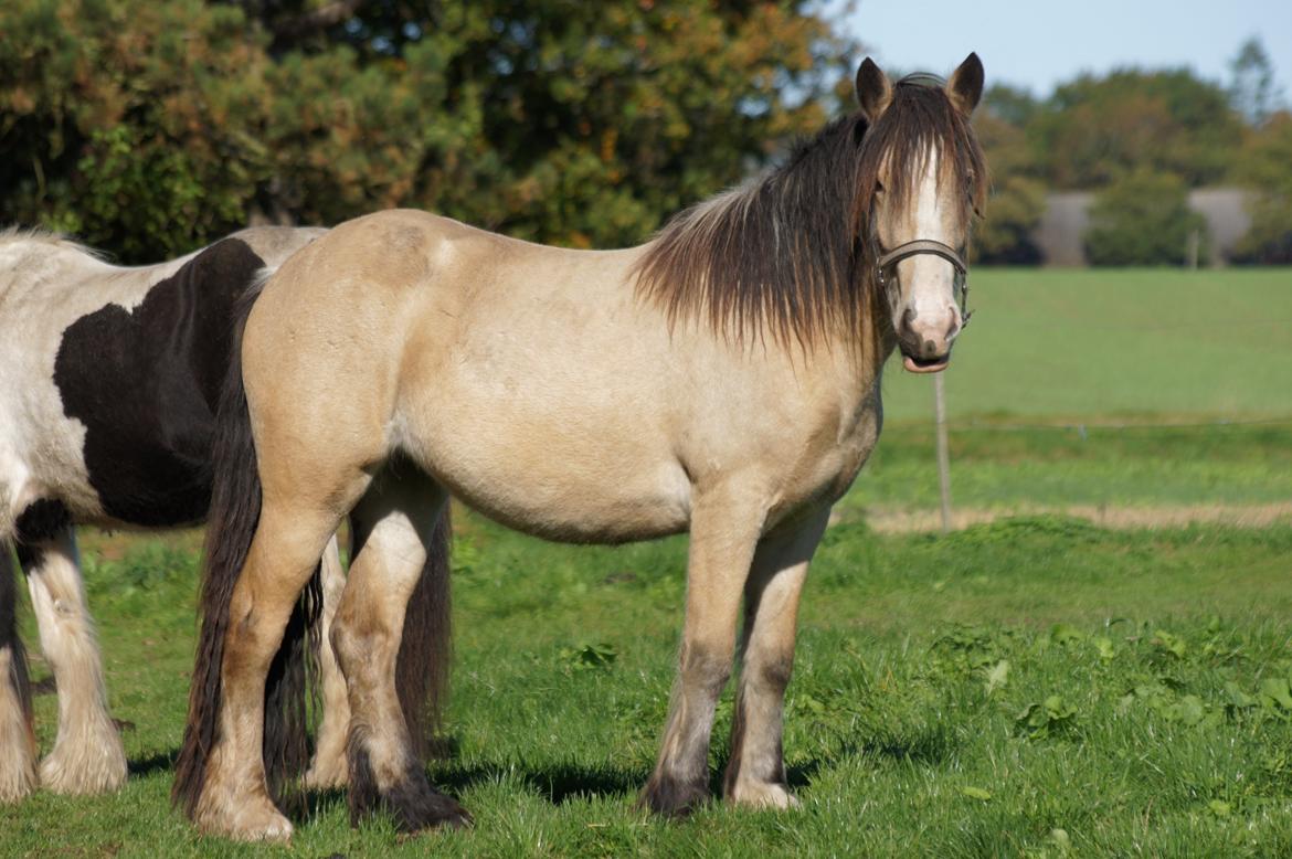 Irish Cob Jeanne d´Arc van Gipsy Dreams billede 1