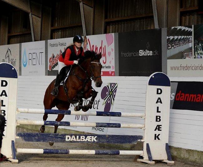 Hollandsk Varmblod Quiben Z - LA* billede 6