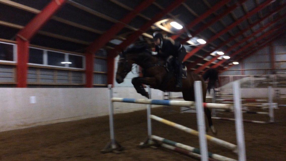 Hollandsk Varmblod Quiben Z - 145 cm billede 10