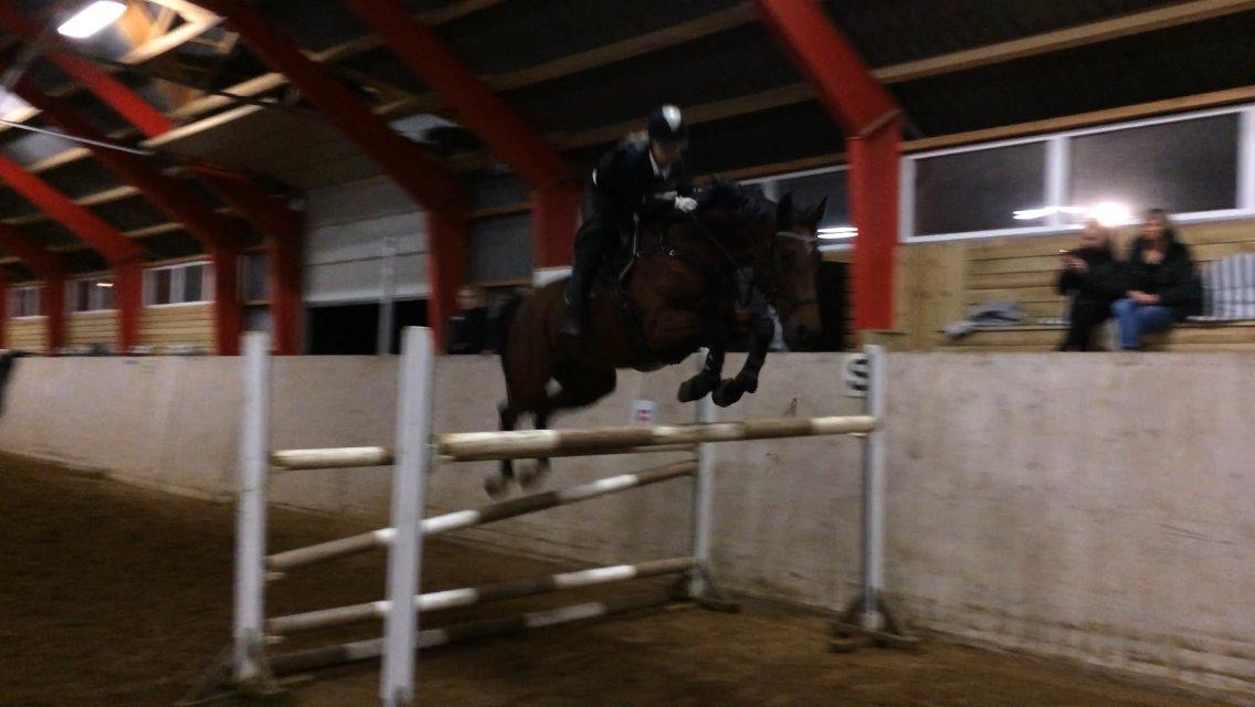 Hollandsk Varmblod Quiben Z - 135  billede 11