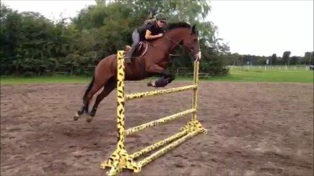 DSP Haahr`s Dumbledore - Træning  billede 6