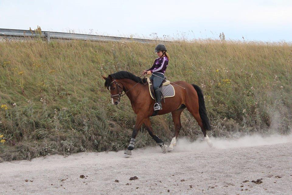 DSP Haahr`s Dumbledore - dressur træning på¨mors  billede 11