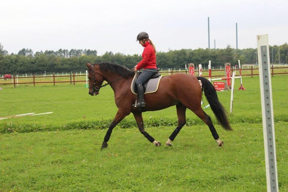 DSP Haahr`s Dumbledore - Dressur træning billede 7