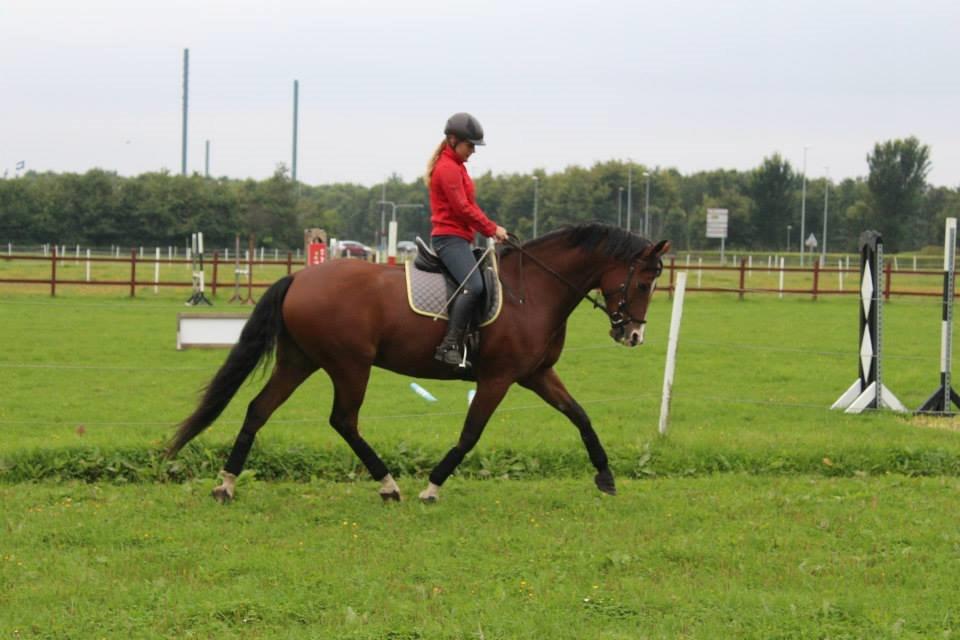 DSP Haahr`s Dumbledore billede 14