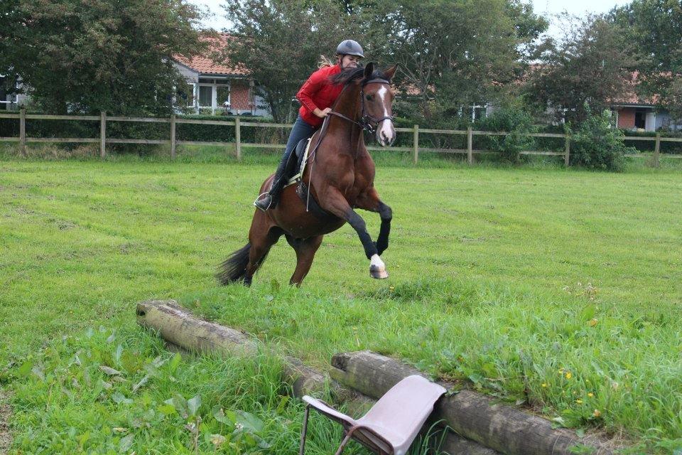 DSP Haahr`s Dumbledore billede 13