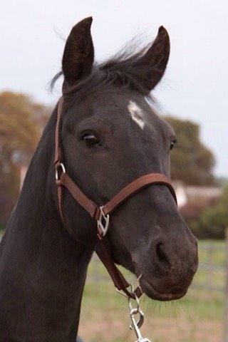 DSP BB' Guinness billede 5