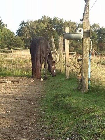 DSP BB' Guinness billede 7