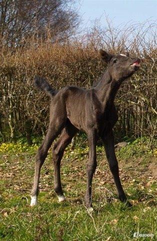 DSP BB' Guinness billede 8