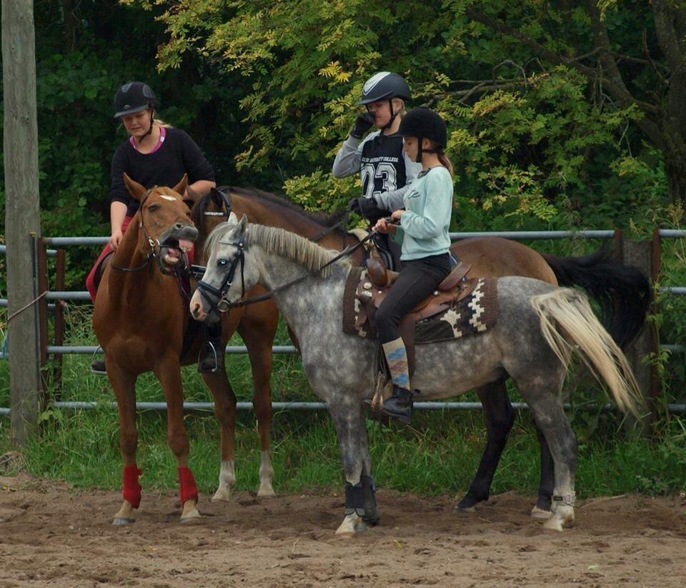 Welsh Pony (sec B) Bjerregårds Liberty (Lille Grå) SOLGT - Ridelejr 2014 på Tornado ranch billede 18