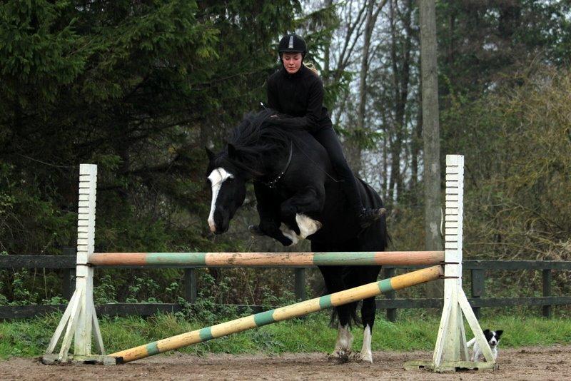 Welsh Cob (sec D) Fronerthig Black Rebel - Spring uden sadel og i cordeo! billede 20