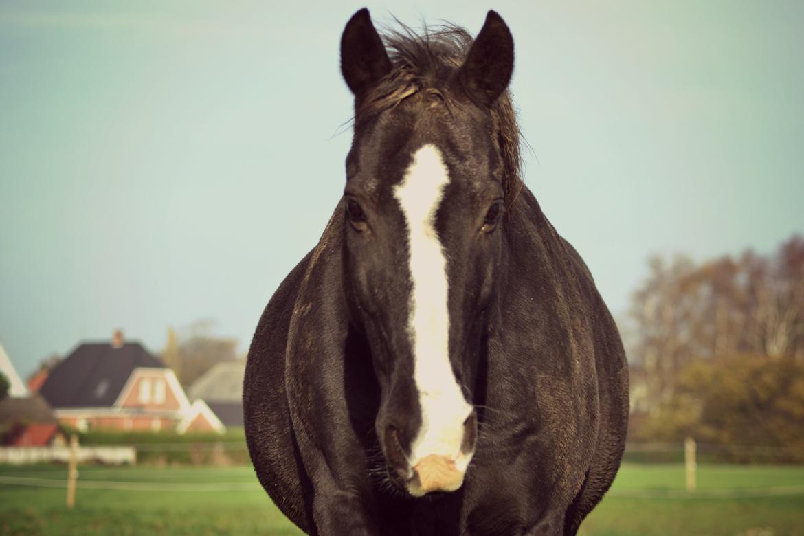 Trakehner Pinocchio *charmetrold* billede 6