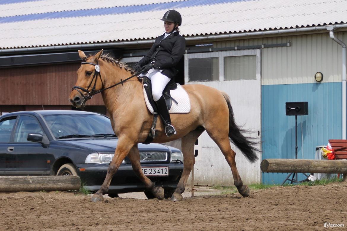 Anden særlig race Bamseline billede 3
