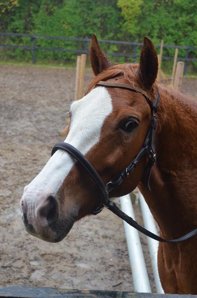 Welsh Partbred (Sec F) Indrino billede 14