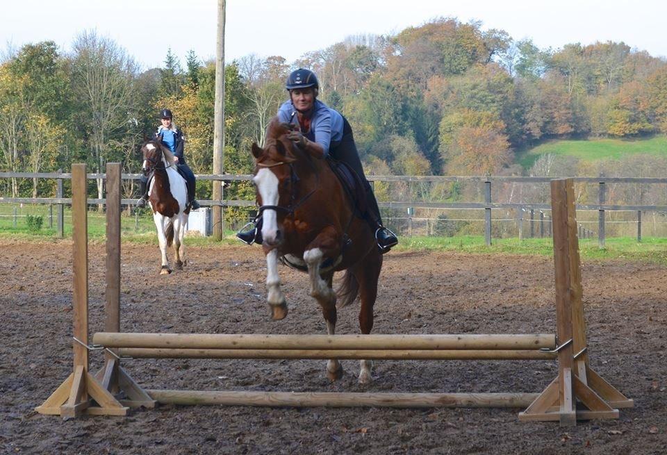 Welsh Partbred (Sec F) Indrino billede 15