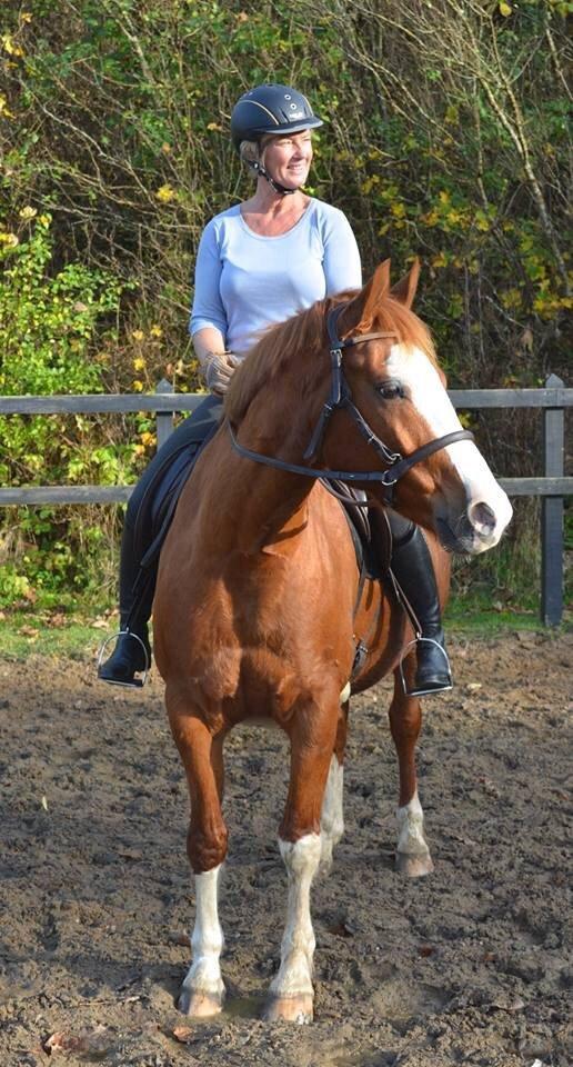 Welsh Partbred (Sec F) Indrino billede 16