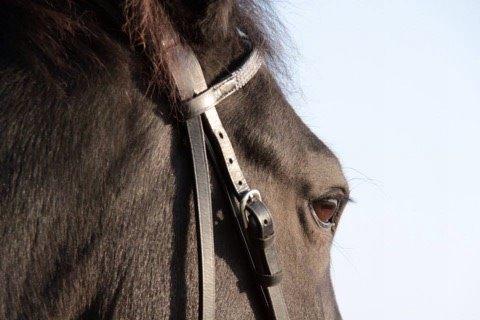 DSP BB' Guinness billede 13