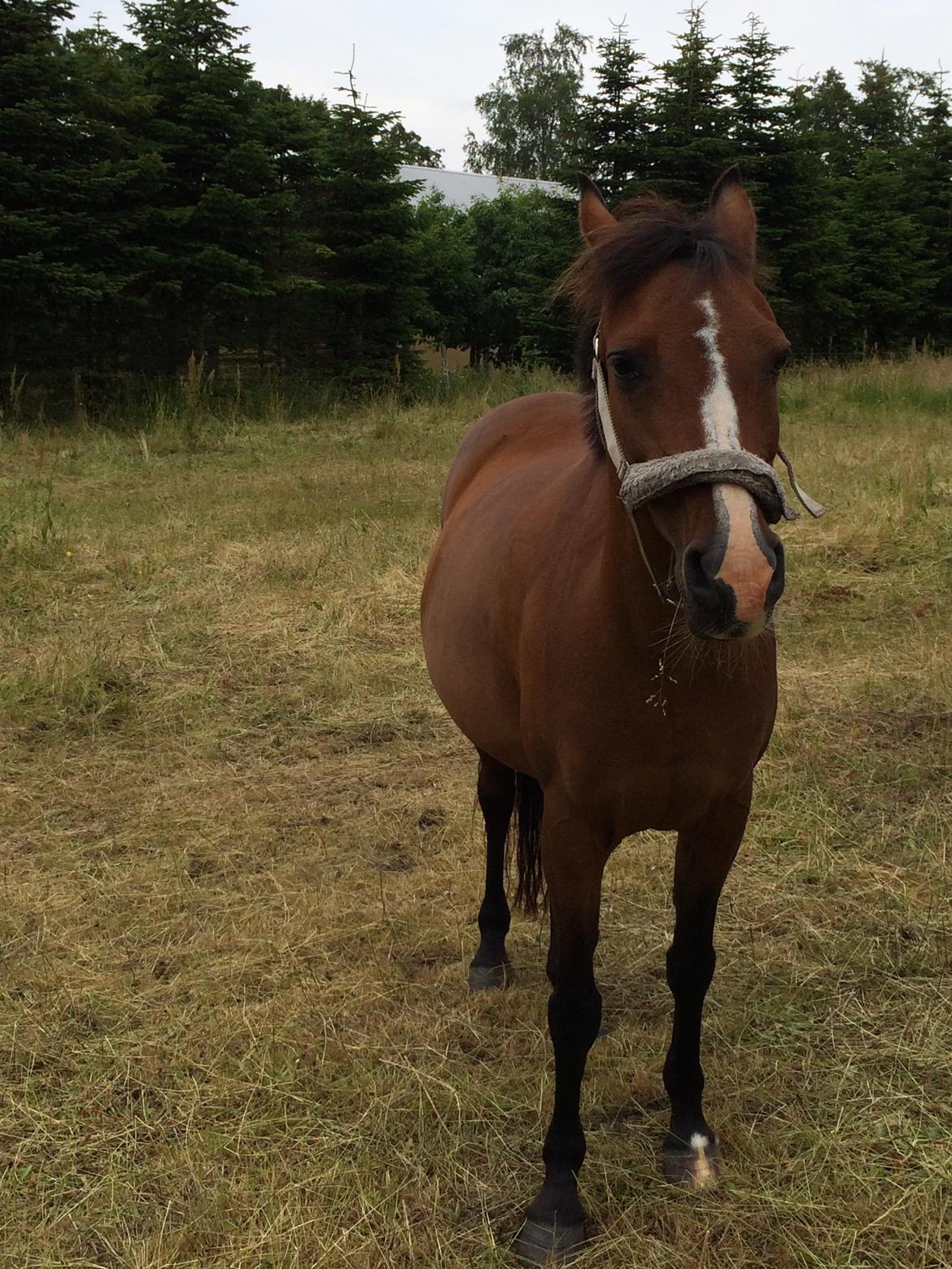 Anden særlig race Lady Dee (Lady) billede 5