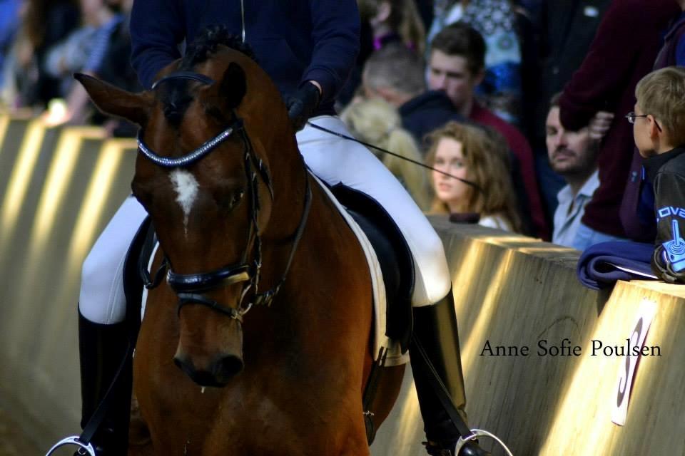 Dansk Varmblod Entertainer billede 1