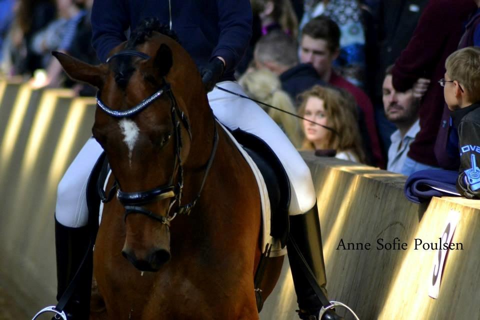 Dansk Varmblod Entertainer billede 1