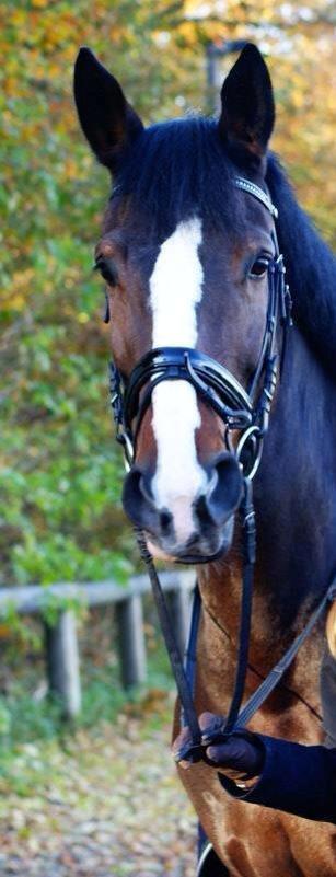 Dansk Varmblod Meiro - Velkommen til verdens smukke hest! <3 billede 1