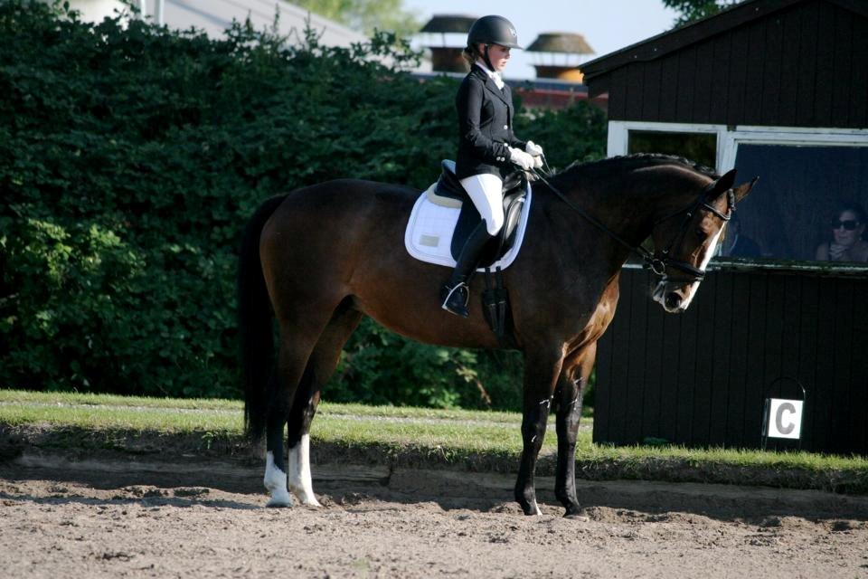 Dansk Varmblod Meiro - Vores første stævne til 63% la2 billede 2