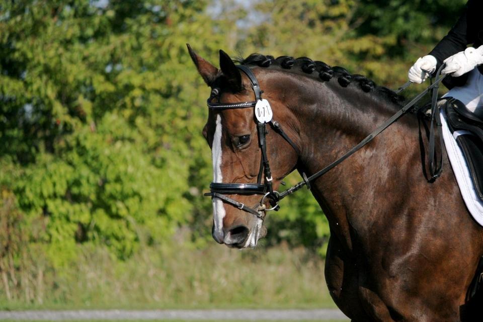 Dansk Varmblod Meiro billede 3