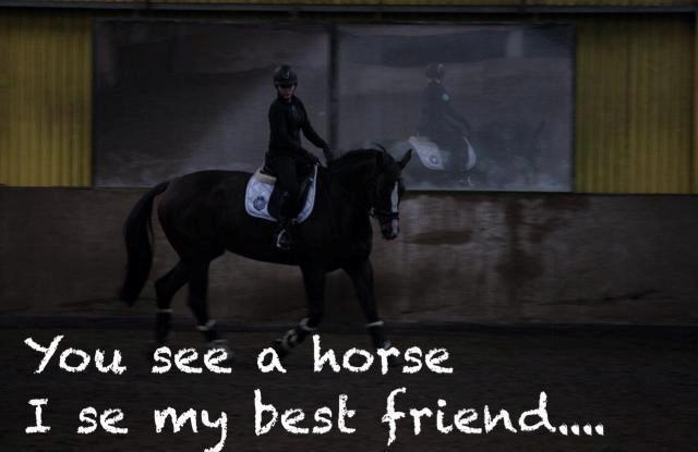 Dansk Varmblod Meiro billede 4