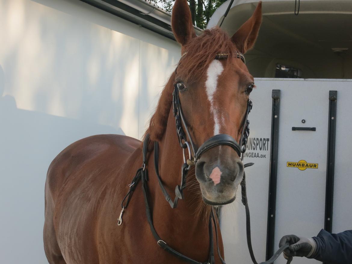 Dansk Varmblod Fiona billede 2