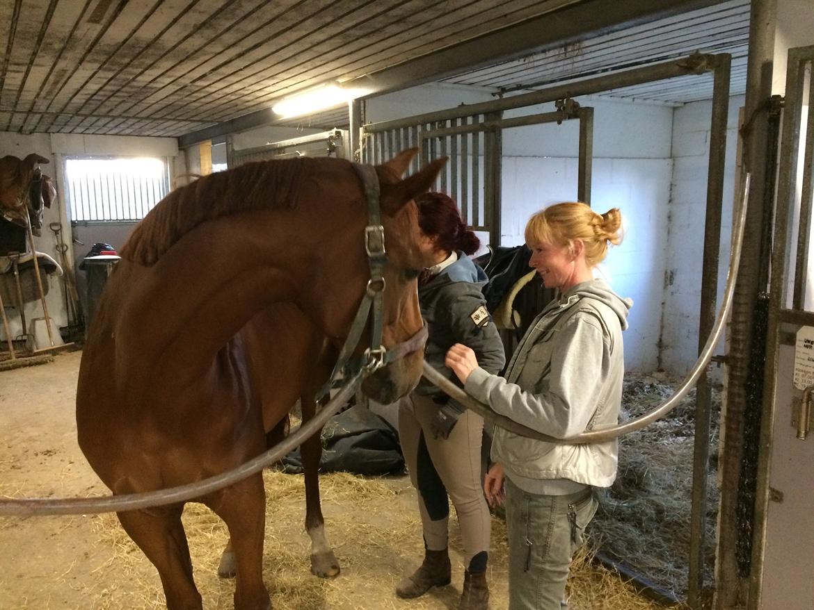 Dansk Varmblod Fiona - På besøg hos Fiona inden jeg købte hende billede 3