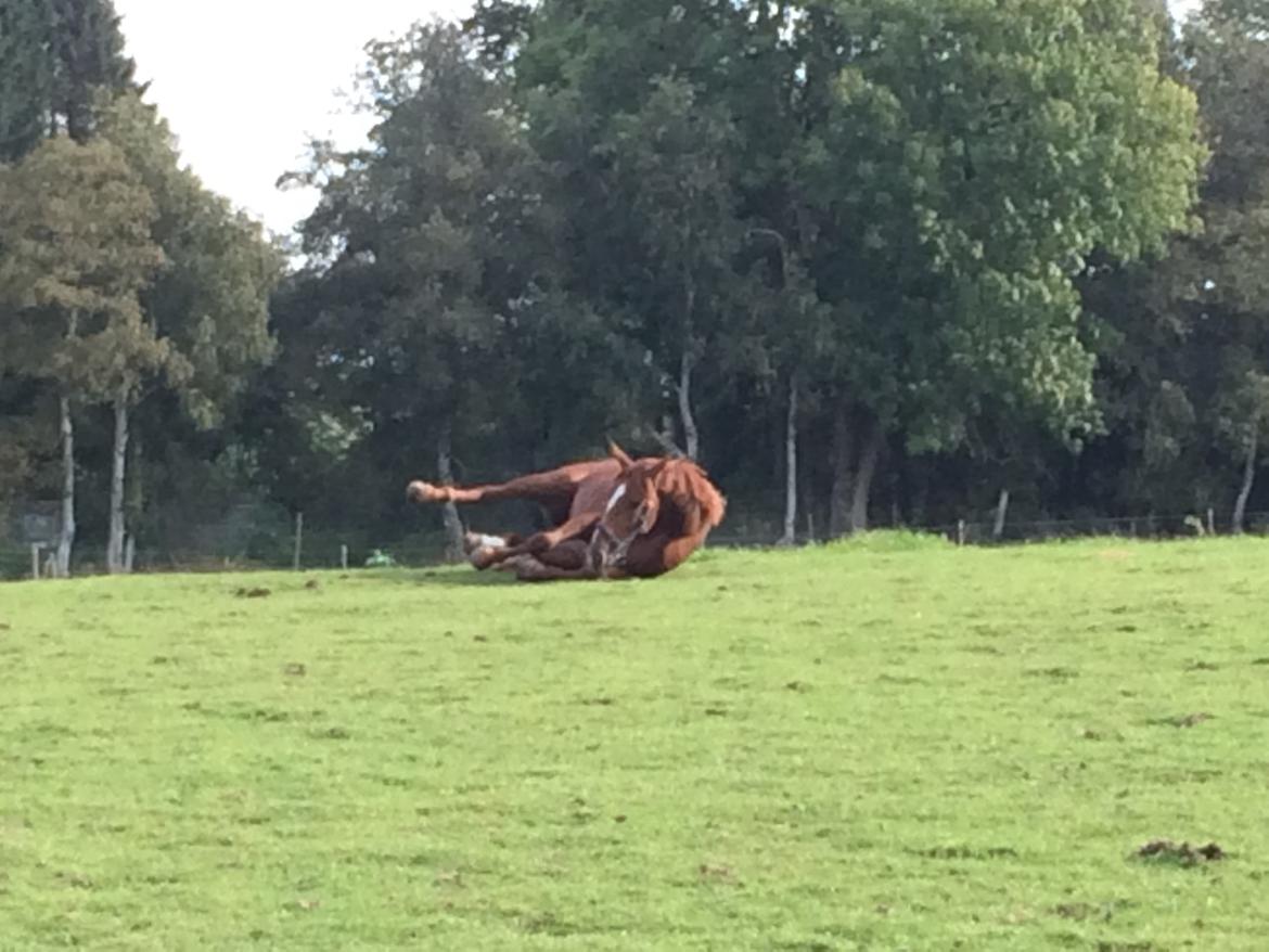 Dansk Varmblod Fiona billede 9