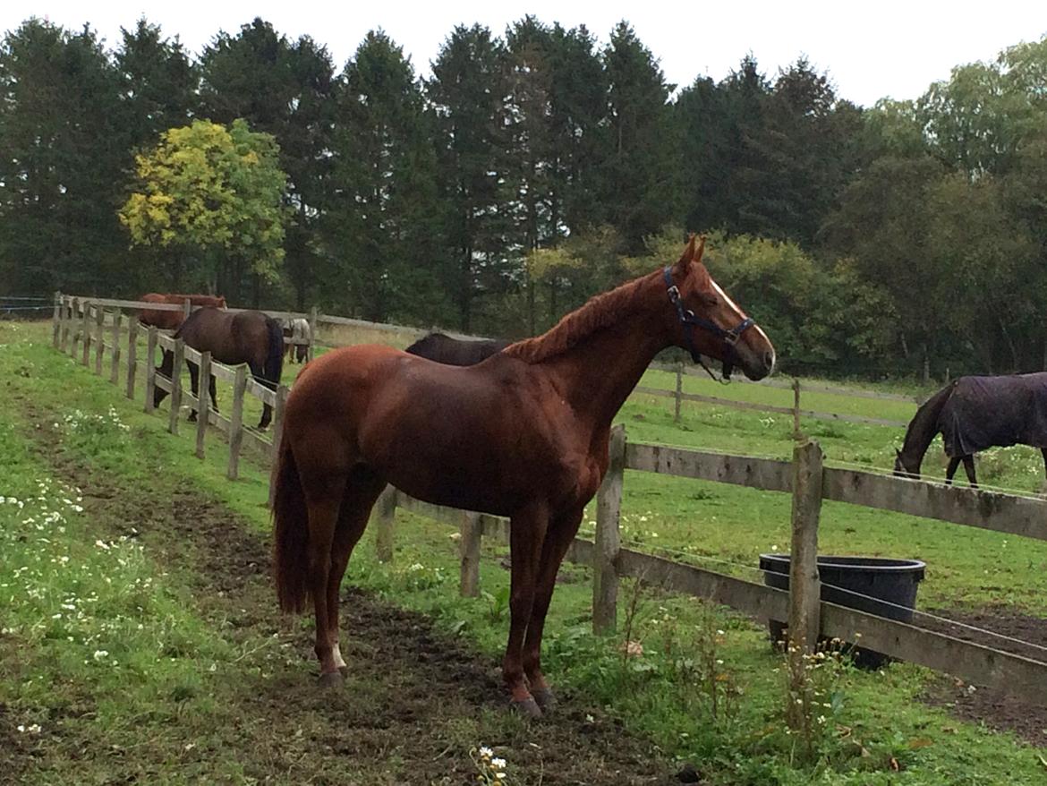 Dansk Varmblod Fiona - På prøvefold 1. dag på Donse billede 8