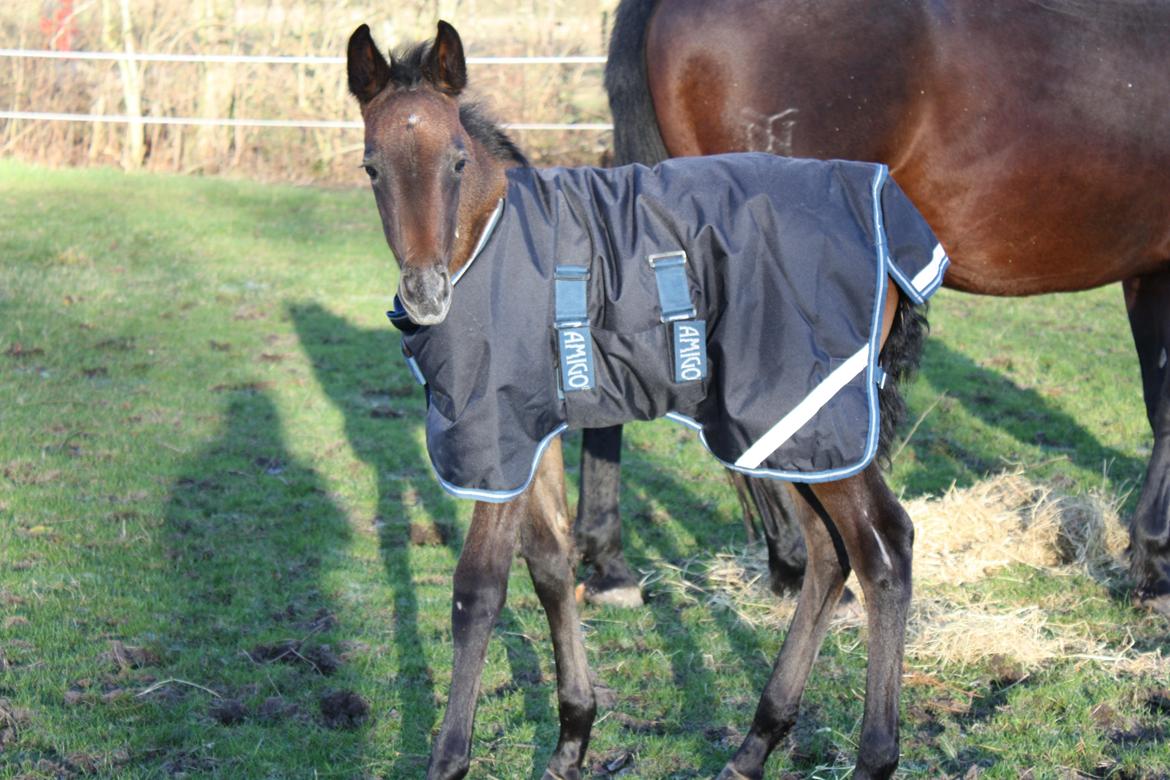 Pura Raza Española Aviaya Azores billede 1