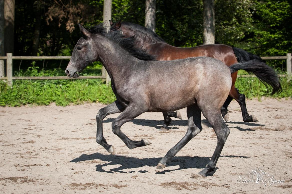 Pura Raza Española Aviaya Azores billede 10