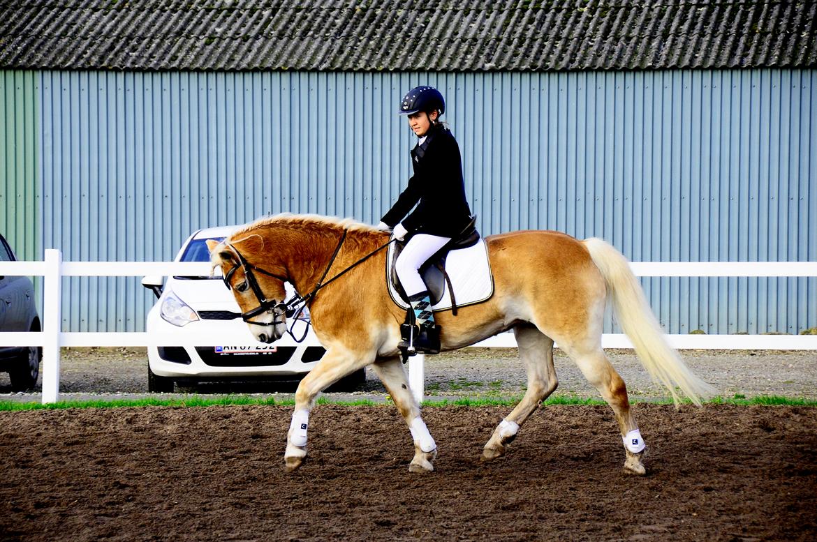 Tyroler Haflinger Honeymoon billede 1