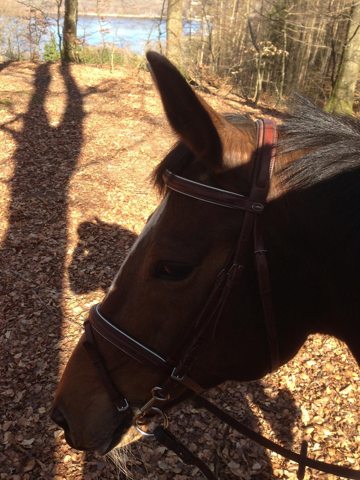 Trakehner tiffany - skoven 2014 billede 2