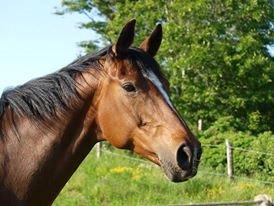 Trakehner tiffany billede 3