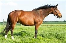 Trakehner tiffany - sommer 2013 billede 4