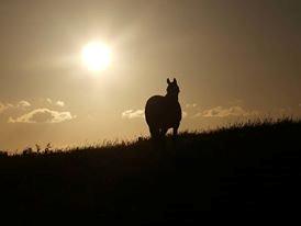 Trakehner tiffany - sommer 2013 billede 5