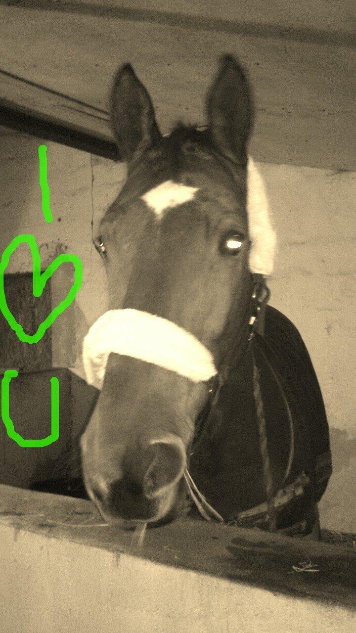 Trakehner Donny - Elsker min basse <3 billede 7