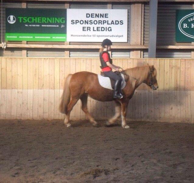 Anden særlig race Alie (Tidl. Passer) billede 2